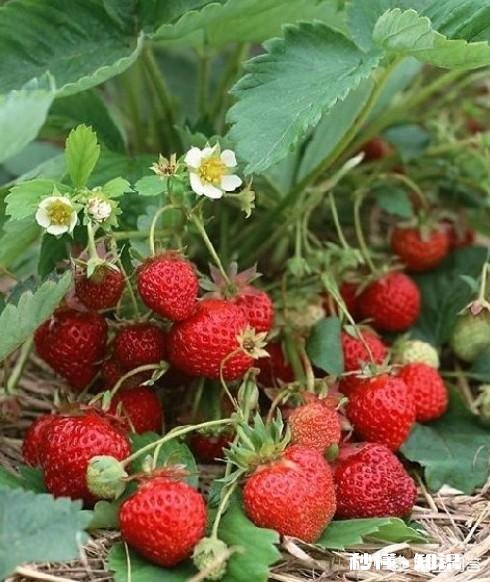 黏性土如何种草莓