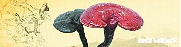 为什么灵芝有抗癌的功效