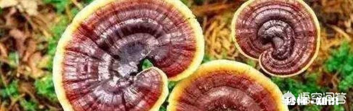 为什么灵芝有抗癌的功效