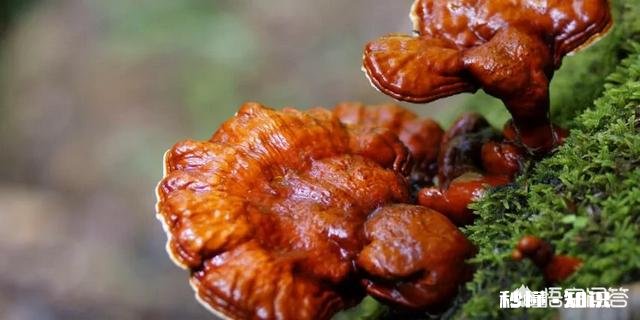 为什么灵芝有抗癌的功效