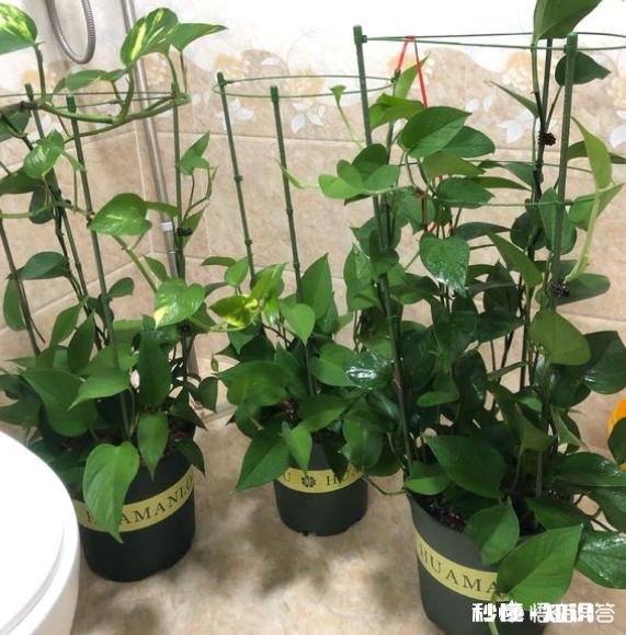 绿萝喜欢水吗怎么养比较好