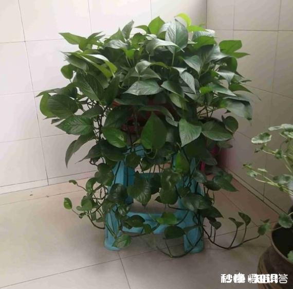 绿萝喜欢水吗怎么养比较好