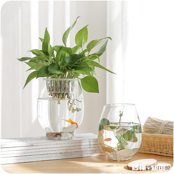 绿萝喜欢水吗怎么养比较好