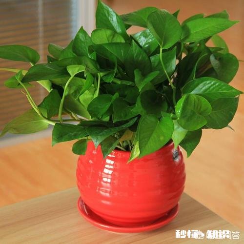 绿萝喜欢水吗怎么养比较好