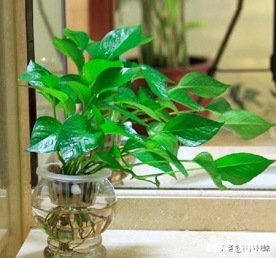 绿萝喜欢水吗怎么养比较好