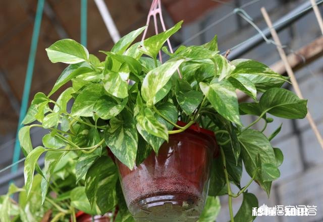 绿萝喜欢水吗怎么养比较好