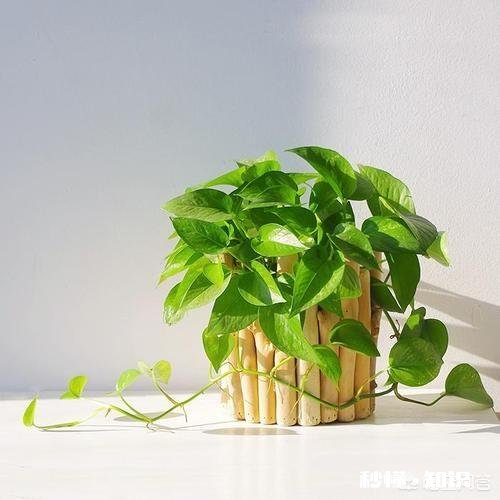 绿萝喜欢水吗怎么养比较好