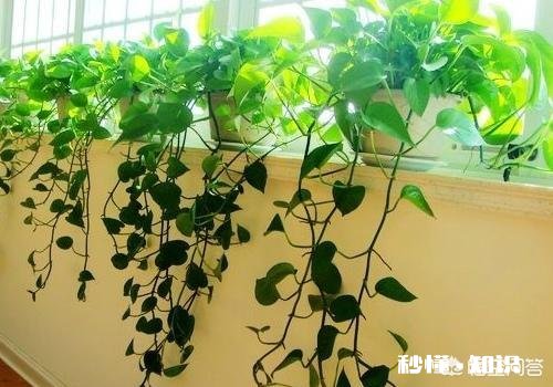 绿萝喜欢水吗怎么养比较好