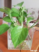 绿萝喜欢水吗怎么养比较好