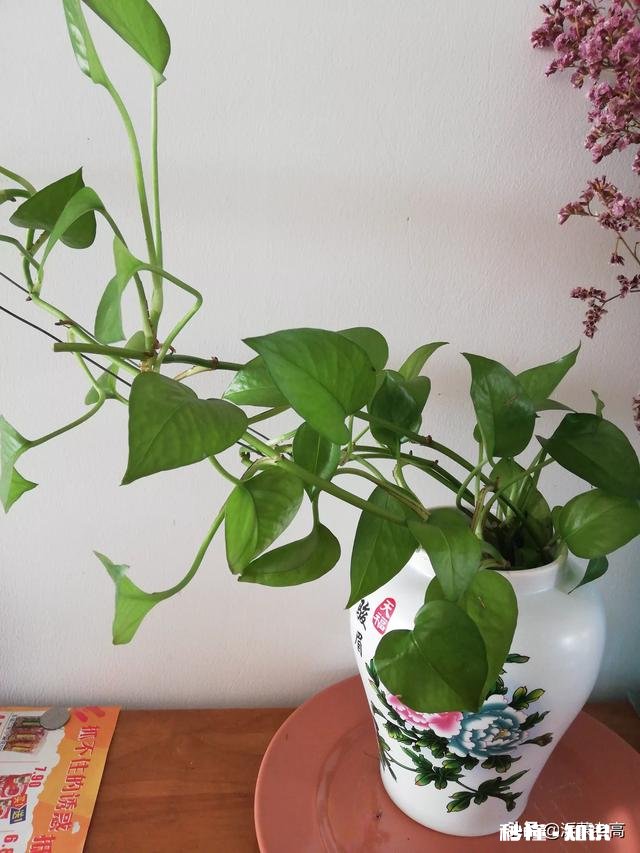绿萝喜欢水吗怎么养比较好