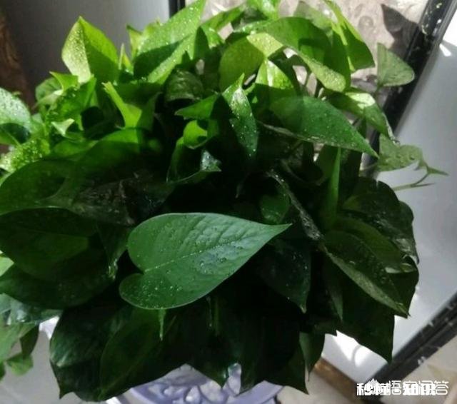 绿萝喜欢水吗怎么养比较好