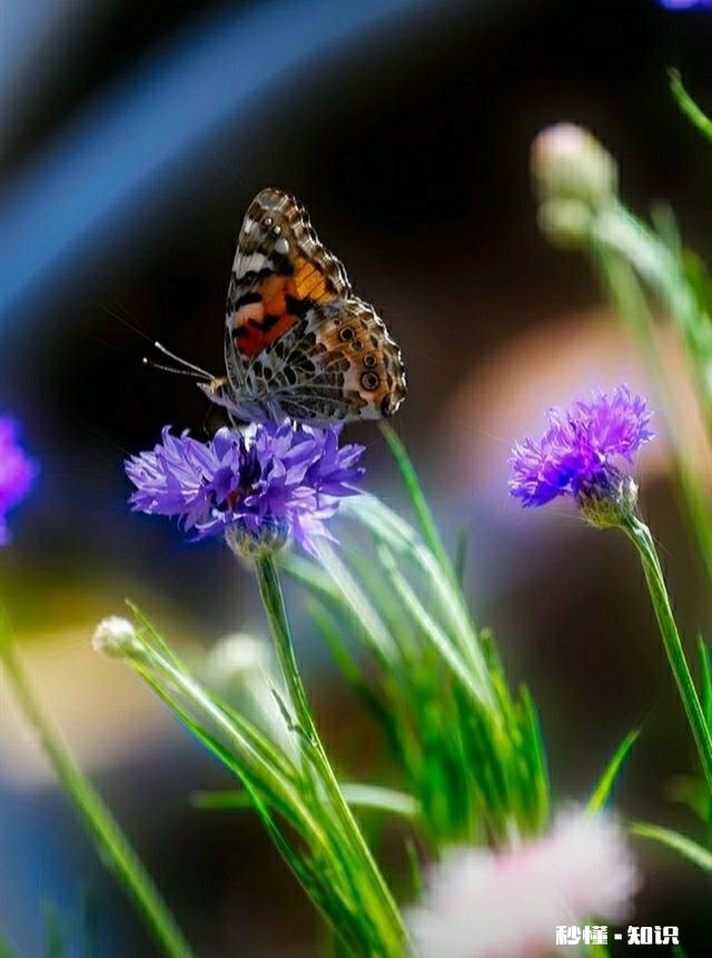 上联：满道金光飞彩凤，如何对下联