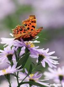 上联：满道金光飞彩凤，如何对下联