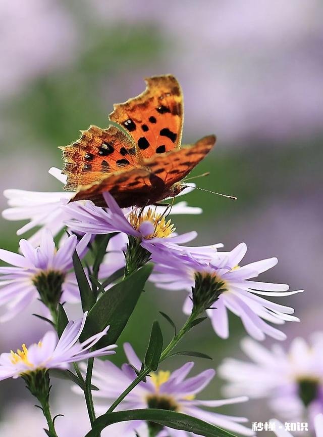 上联：满道金光飞彩凤，如何对下联