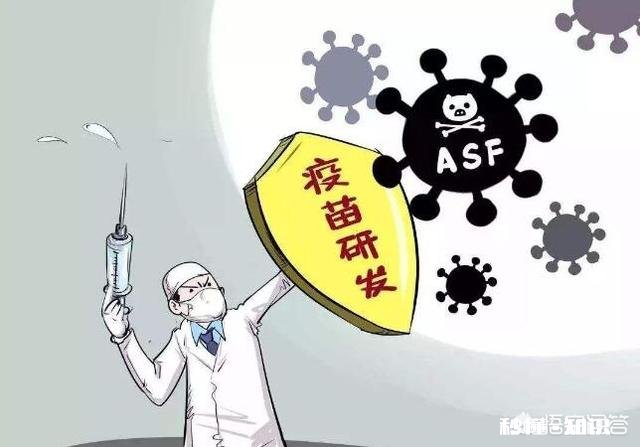 非洲猪瘟可以自制疫苗吗