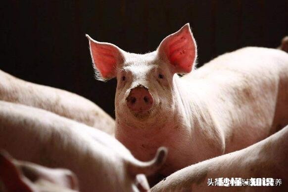 非洲猪瘟可以自制疫苗吗