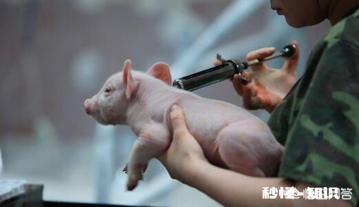 非洲猪瘟可以自制疫苗吗