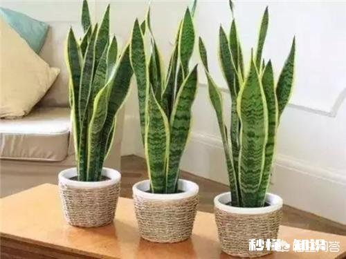 虎皮兰能用淘米水浇吗好不好