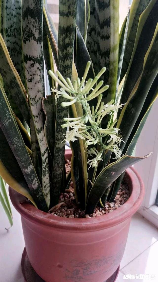 虎皮兰能用淘米水浇吗好不好