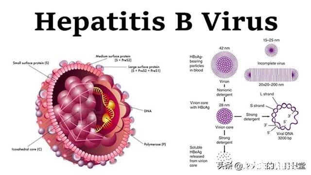 为什么说90后是肝癌的高危人群具体有哪些因素