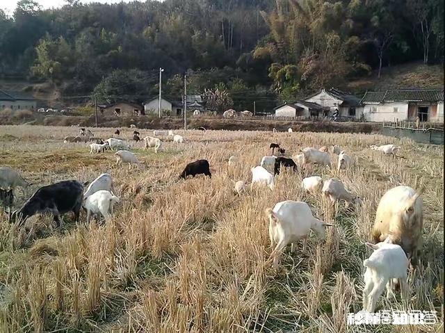 过年的时候，山区那些孩子怎么过的，爸爸妈妈都回来了吗
