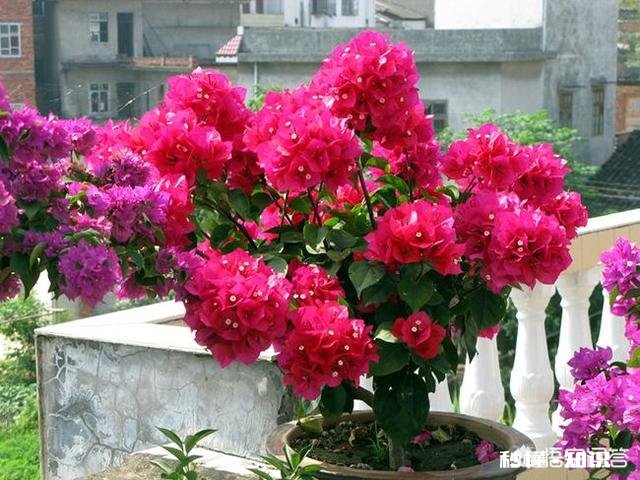 三角梅应该上什么肥