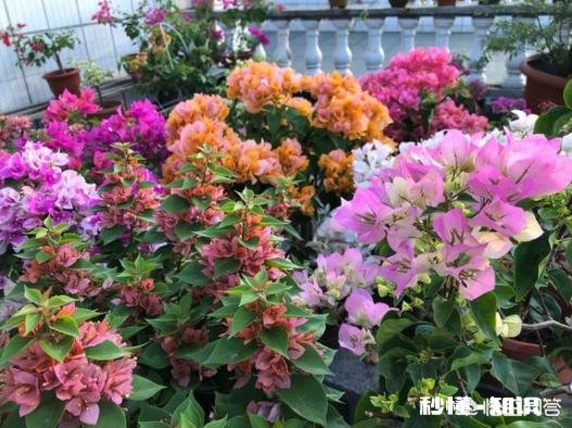 三角梅应该上什么肥