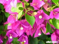 三角梅应该上什么肥