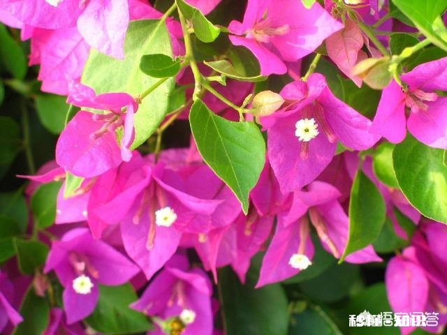 三角梅应该上什么肥