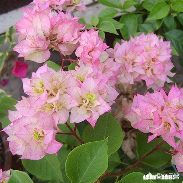 三角梅应该上什么肥