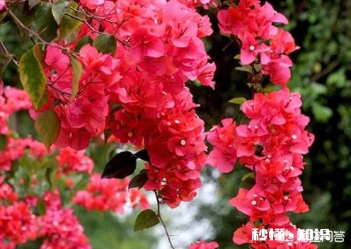 三角梅应该上什么肥