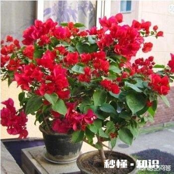 三角梅应该上什么肥