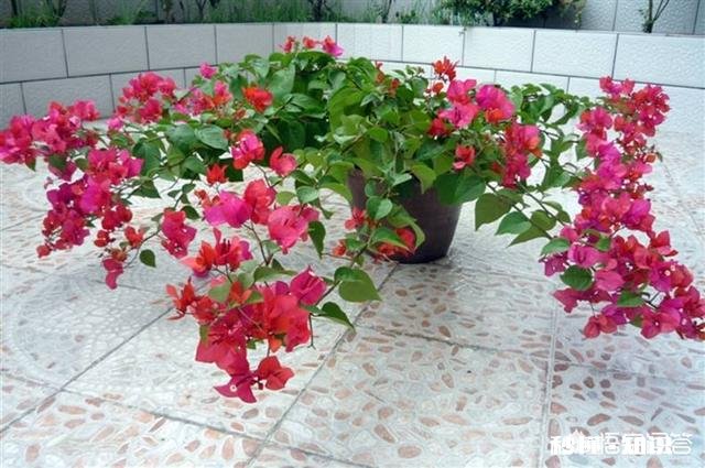 三角梅应该上什么肥