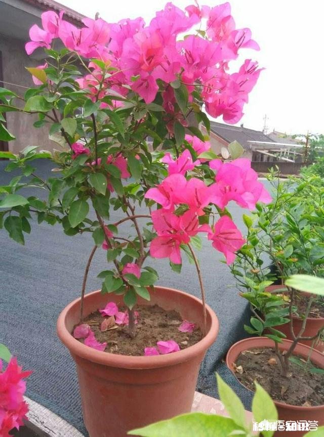 三角梅应该上什么肥