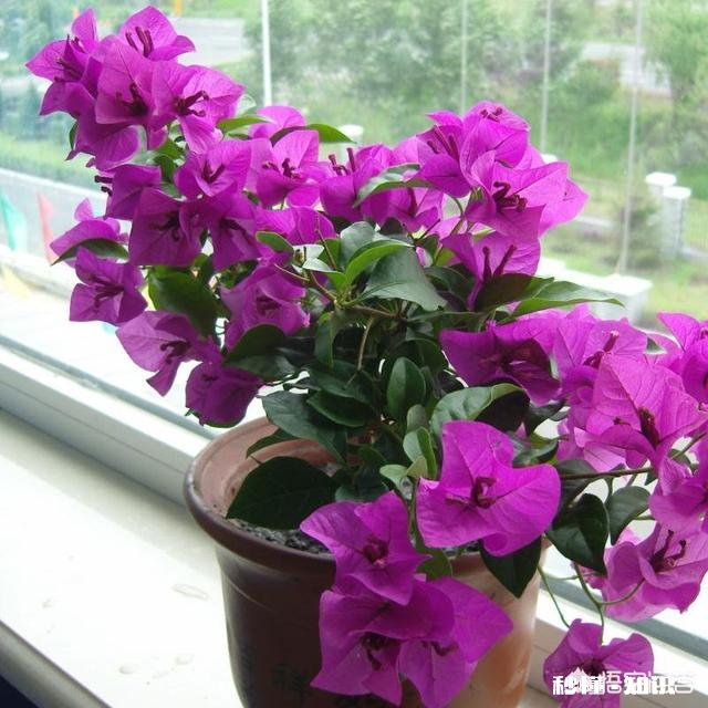 三角梅应该上什么肥