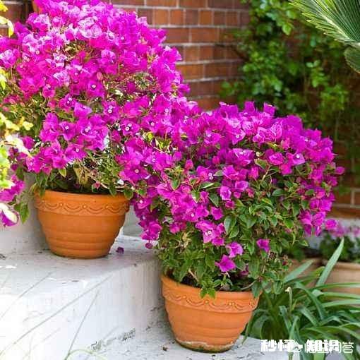 三角梅应该上什么肥