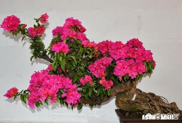 三角梅应该上什么肥