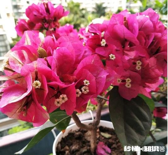 三角梅应该上什么肥