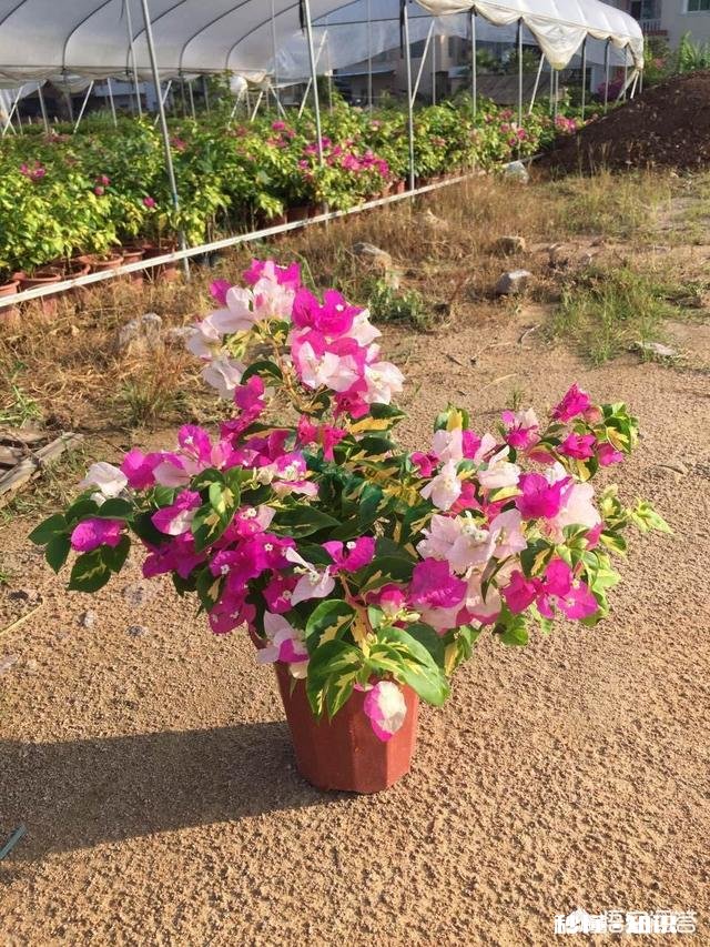 三角梅应该上什么肥