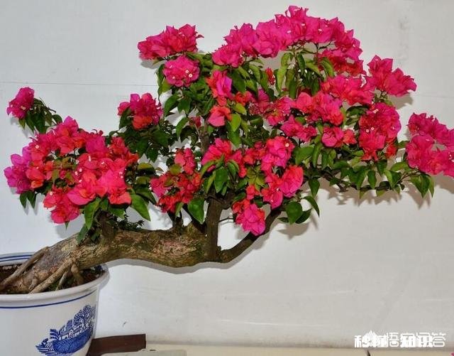 三角梅应该上什么肥