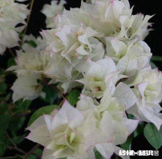 三角梅应该上什么肥