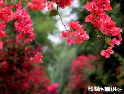 三角梅应该上什么肥