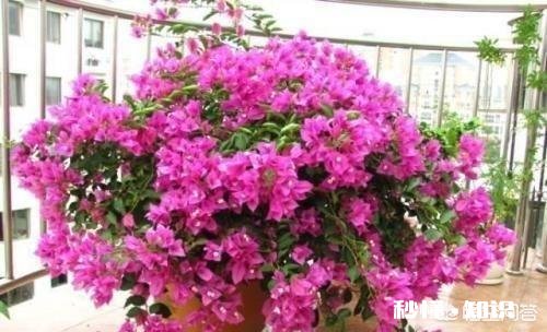 三角梅应该上什么肥