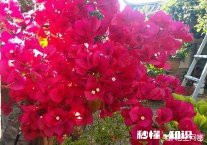 三角梅应该上什么肥