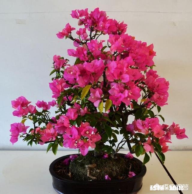 三角梅应该上什么肥