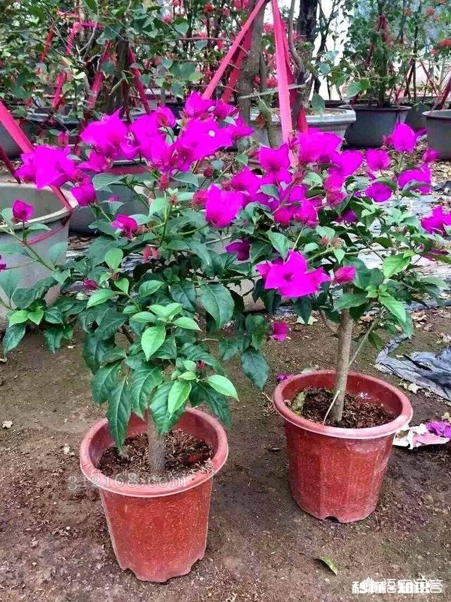 三角梅应该上什么肥