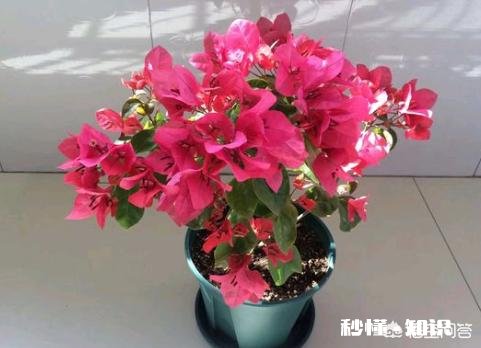 三角梅应该上什么肥