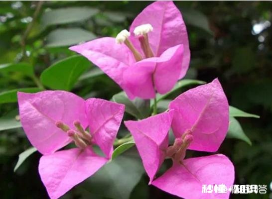 三角梅应该上什么肥