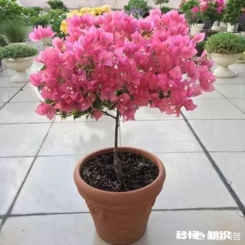 三角梅应该上什么肥