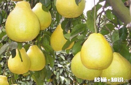 农村果子赶早摘，烂了口碑和市场，这个锅该谁来背